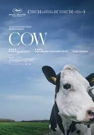 پوستر Cow
گاو
